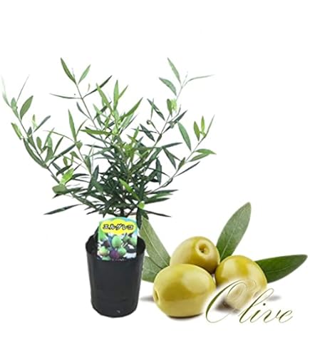 Amazon.co.jp: 希少 カカオ苗木 チョコレートの木 : DIY・工具・ガーデン